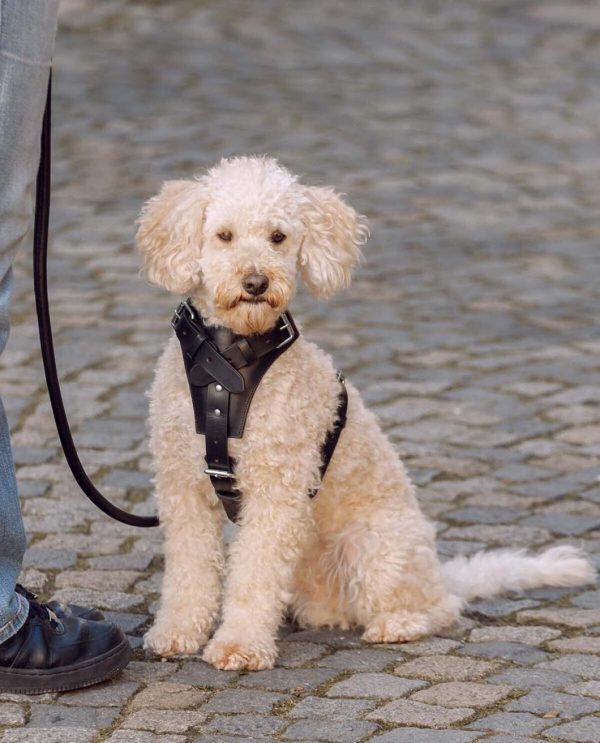 Hoangholliday.shop6d63843fdc 1