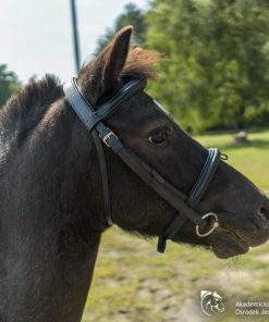 Hoangholliday.shopddd29dc841 1